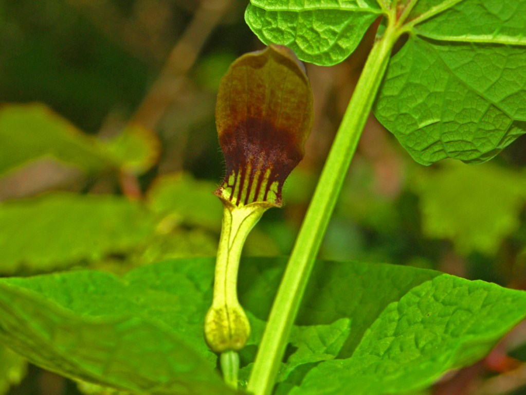 Aristolochia rotunda